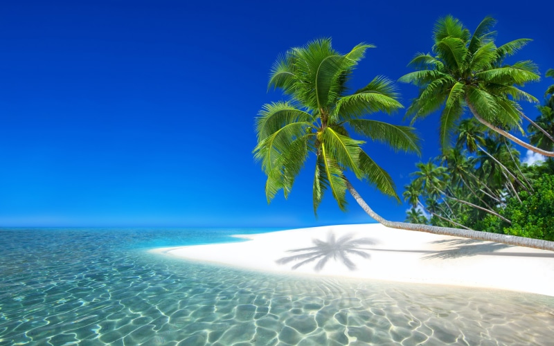 coconut palm tree, 4K, sky, outdoors, land, beach, scenics - nature, sunlight, leaf, blue, plant, clear sky, tranquil scene, tree, island, beauty in nature