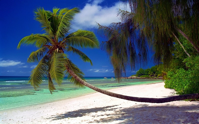 Seychelles, water, no people, tropical climate, tahiti, sky, island, nature, coconut palm tree, idyllic, shadow, sunlight, vacation, beauty in nature, summer