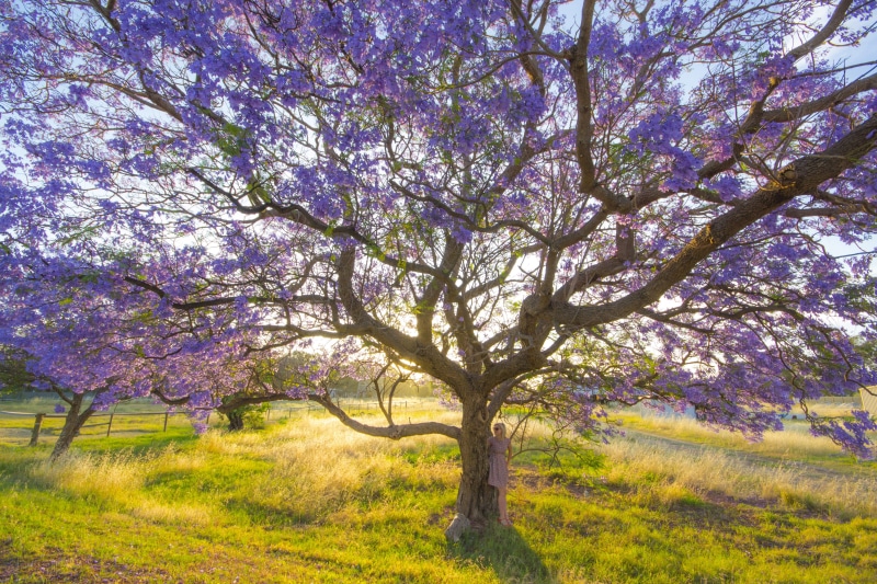 tranquil scene, 4K, nature, leaves, branch, land, purpleblossom, cherry tree, beauty in nature, perth, fragility, no people, tree, swanvalley, growth