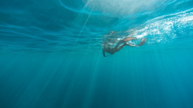 water, undersea, sport, sea, marine, animals in the wild, animal wildlife, blue, swimming, diving, scuba diving, ocean, sea life, snorkeling, turquoise colored