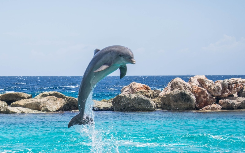 playful, animals in the wild, day, mammal, jumping, Dolphin, stunts, animal themes, show, aquatic, life, horizon, one animal, horizon over water, wild