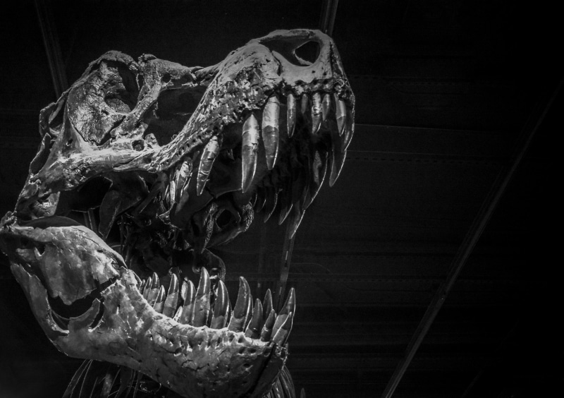 dinosaurs, skull, bones, monochrome, Tsvetomil Semkov, 1080P