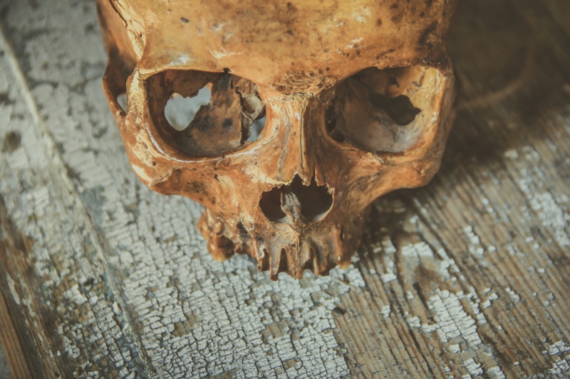 skeleton, the past, scary, close-up, body part, brown, head, corpse, no people, dark, mouth, ghost, human, halloween icons, gothic, danger, skull, dead