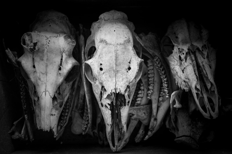 human body part, bones, night, no people, animal themes, collection, 5K, old, creepy, scary, spooky, horror, animal, representation, animal skull, death