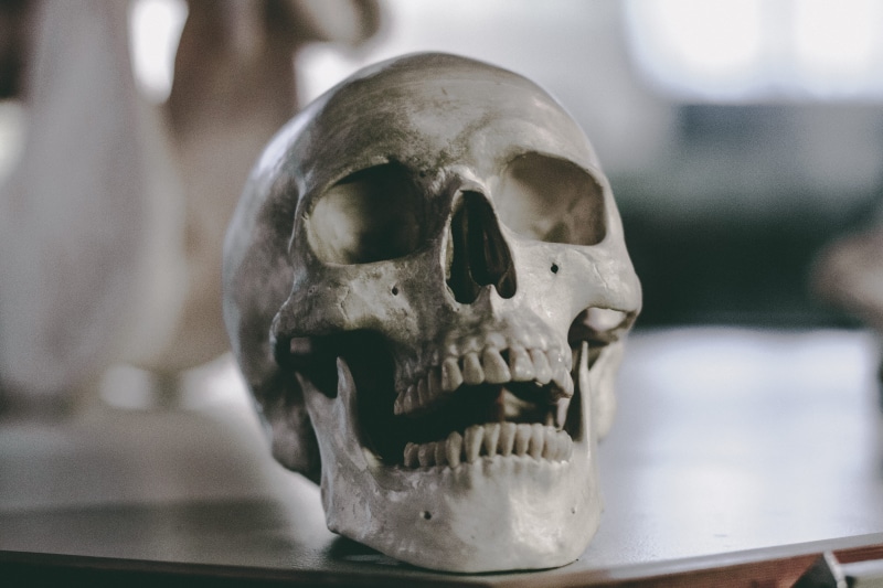human face, human Bone, human body part, architecture, anatomy, still life, surface, human Skeleton, close-up, focus on foreground, indoors, spooky, death