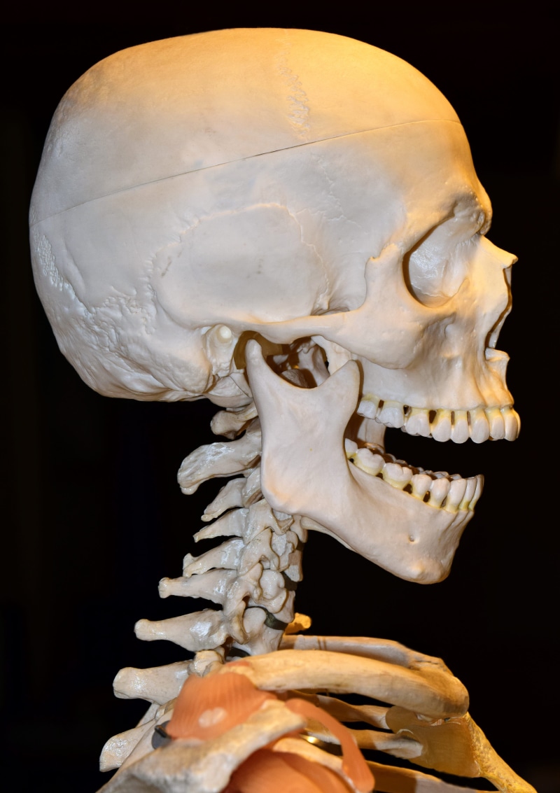 body part, close-up, brain skull, death, human, skull bone, medical, human bone, creativity, horror, skeleton, skull, 5K, teaching object, head, art and craft