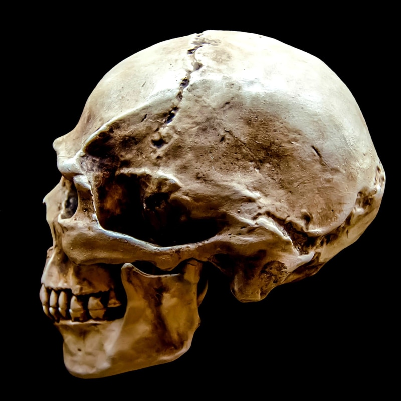 body part, creepy, dark, death, grey, bless you, skull bone, animal skull, medical, skeleton, exemption, death metal, human skeleton, black background