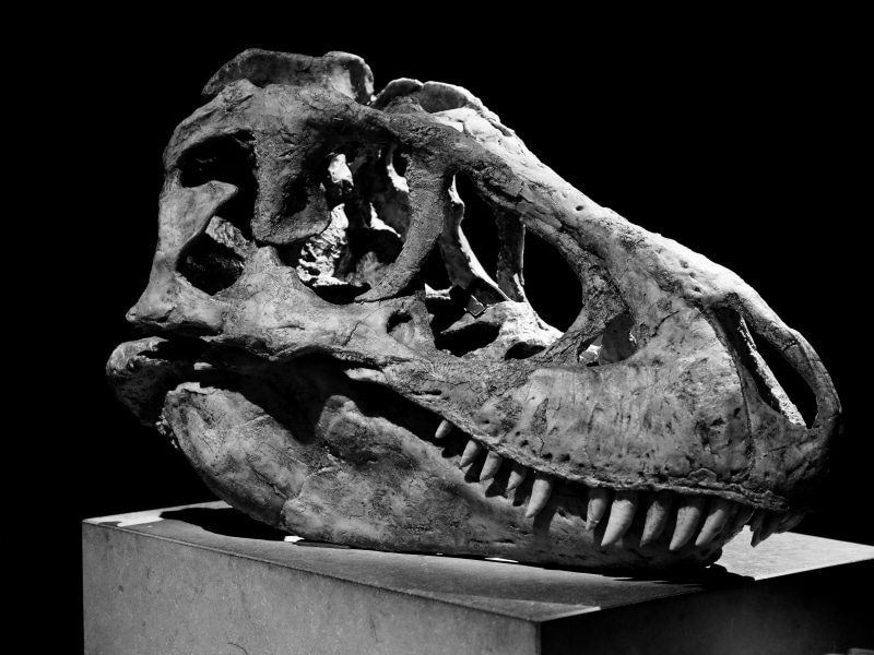 Tarbosaurus, decor, museum, indoors, spooky, teeth, creativity, 4K, still life, Bone, carnivore, no people, day, table, head, skeleton, animal skull, sculpture