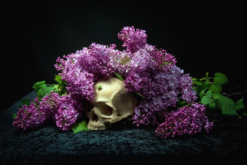 freshness, close-up, skull, beauty in nature, plant part, bones, purple, white, flowers, plant, vegetable, growth, flower, nature, human, lilac, flowering plant