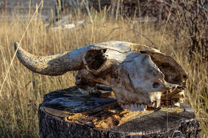 Old, Skeleton, one animal, close-up, mammal, white, top, animal body part, spooky, halloween, Cow, october, animals in the wild, no people, nature, Skull