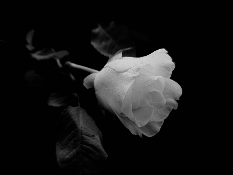petal, flower head, photography, inflorescence, vulnerability, growth, black Background, close-up, background, studio shot, fragility, grayscale, flower