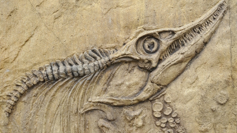 animal body part, animal themes, reptile, skull, ancient, art and craft, animal, lizard, bones, one animal, spine, prehistoric, animal representation, animals
