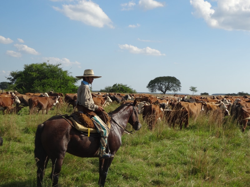 hat, day, horseback riding, plant, animal wildlife, herbivorous, wild west, riding, domestic, field, Cows, men, Argentina, outdoors, livestock, cowboy hat