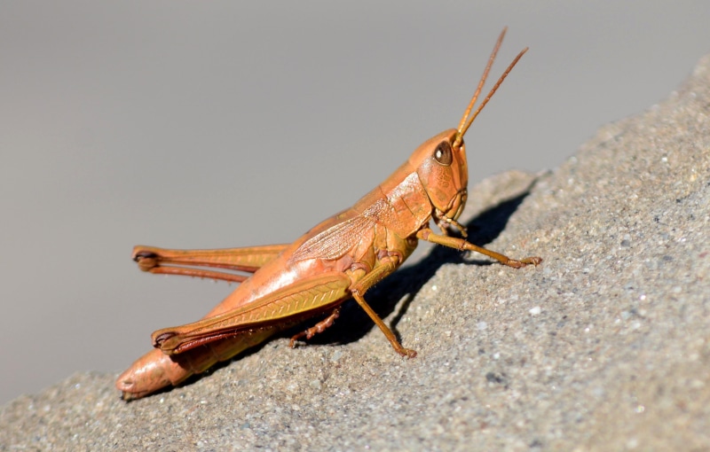 insects, outdoors, rock - object, meadow grass, rock, 2K, one animal, animals in the wild, close-up, brown, nature, solid, invertebrate, animal, grasshopper