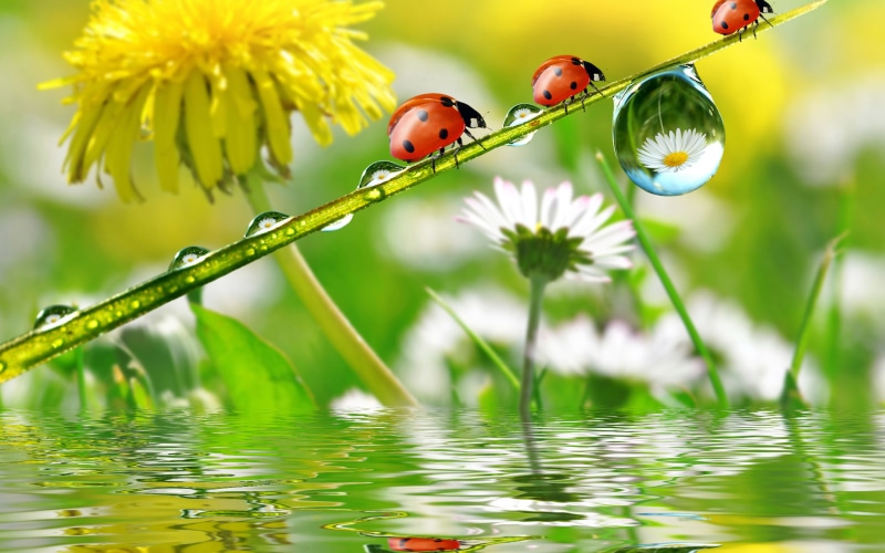 selective focus, flowering plant, rain, animal wildlife, phones, 2K, invertebrate, animals in the wild, insect, computer, dandelion, desktop