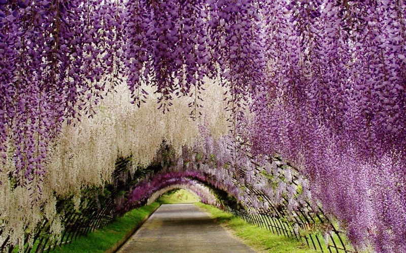 outdoors, park - man made space, pink, violet, freshness, white, flower, footpath, tunnel, flowering plant, japan, the way forward, purple, treelined, blossom