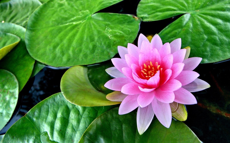 lotus water lily, leaves, flower head, pink color, beauty in nature, flower, lotus, green, water lily, vulnerability, pond, close-up, outdoors, growth