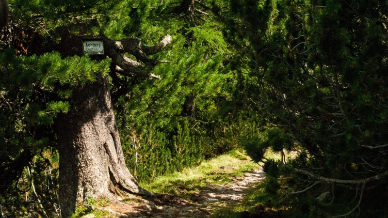 scenics - nature, nature, sign, trail, green color, tranquility, pot, growth, outdoors, trunk, lush foliage, no people, land, leaf, beauty in nature, direction