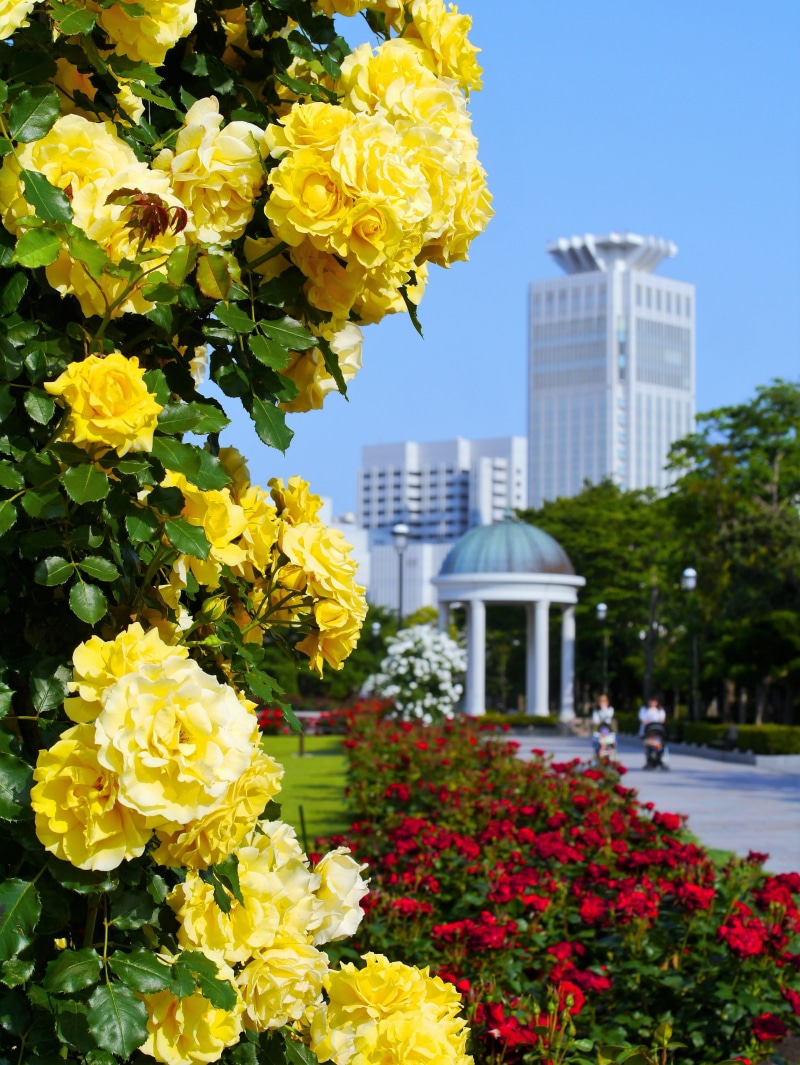 fragility, blue sky, verny park, naval base, outdoors, close-up, bay, yokosuka, flower head, Yellow, France, green, sea, no people, inflorescence, shioiri station