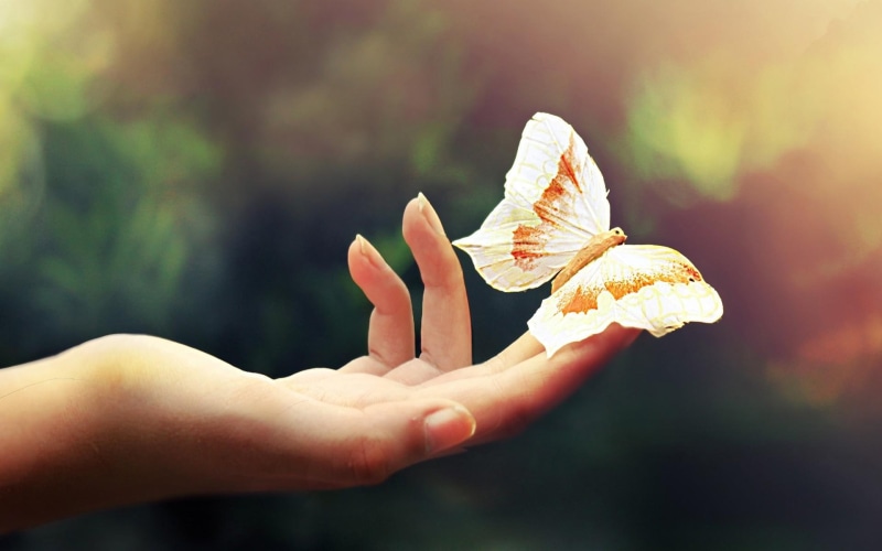 friendly, animal, animals, nature, photography, protection, butterfly, love, beautiful, fragile, hand, view, 1080P