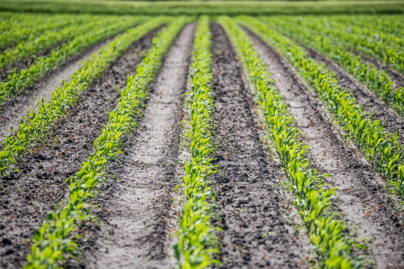 green color, day, landscape, plant, rural scene, 5K, corn cultivation, growth, gardening, agriculture, outdoors, dirt, crop, silage maize, surface level