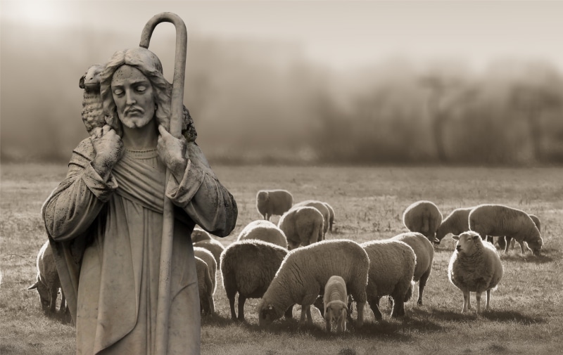 protect, sheep, large group of animals, focus on foreground, agriculture, field, group of animals, christ, livestock, plant, domestic animals, grayscale
