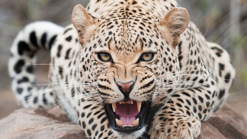 animal, whisker, safari, animal themes, black, animals Hunting, big Cat, majestic, portrait, camouflage, one animal, leopard, large, wildlife, safari Animals
