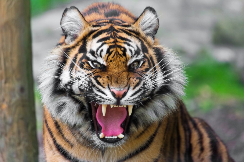 snarling, danger, animal mouth, undomesticated Cat, tiger, animal wildlife, aggression, mammal, large, no people, animal teeth, outdoors, animal themes