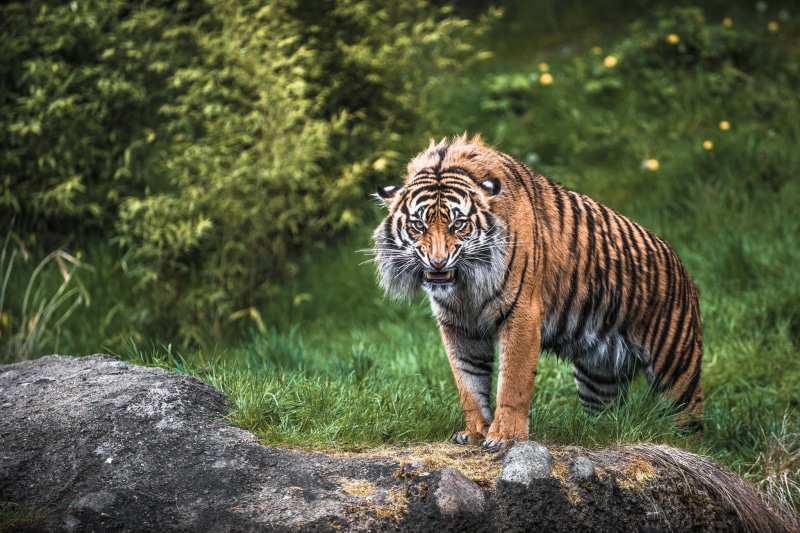 animal wildlife, zoo, india, no people, large, undomesticated Cat, plant, grass, cat, big Cat, bengal Tiger, one animal, tiger, danger, tropical Rainforest