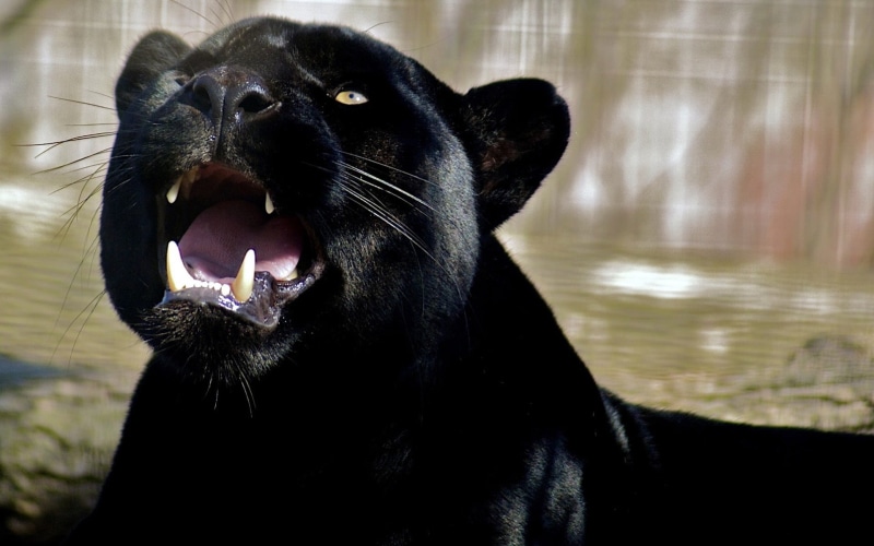 close-up, face, large, yawning, black Color, day, black, animal teeth, vertebrate, no people, outdoors, pets, one Animal, animal head, looking, mouth, aggression