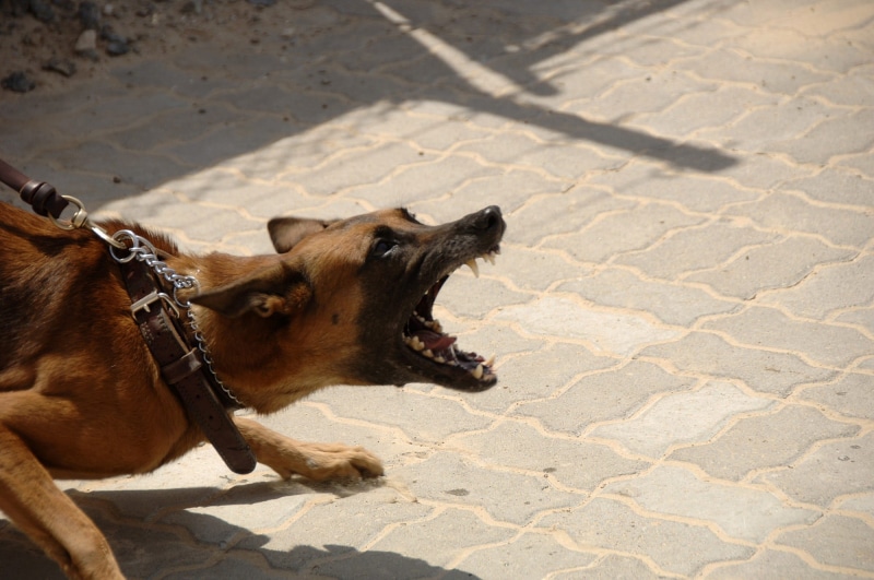 service, shadow, 1080P, working, domestic, leash, day, sunlight, mouth, black, animal body part, nature, animal themes, mammal, aggression, bite, protection