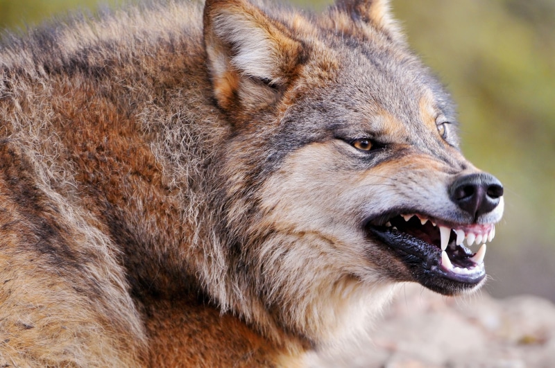 day, focus on foreground, carnivore, snow, dog, mammal, looking, animal Eye, gray Wolf, animal mouth, face, nature, animals Hunting, teeth, aggression