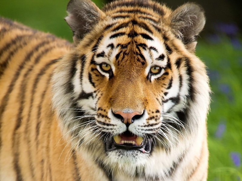 1080P, aggression, mammal, whisker, tiger, big Cat, focus on foreground, animal wildlife, carnivora, tigris River, safari Animals, fur, outdoors, no people