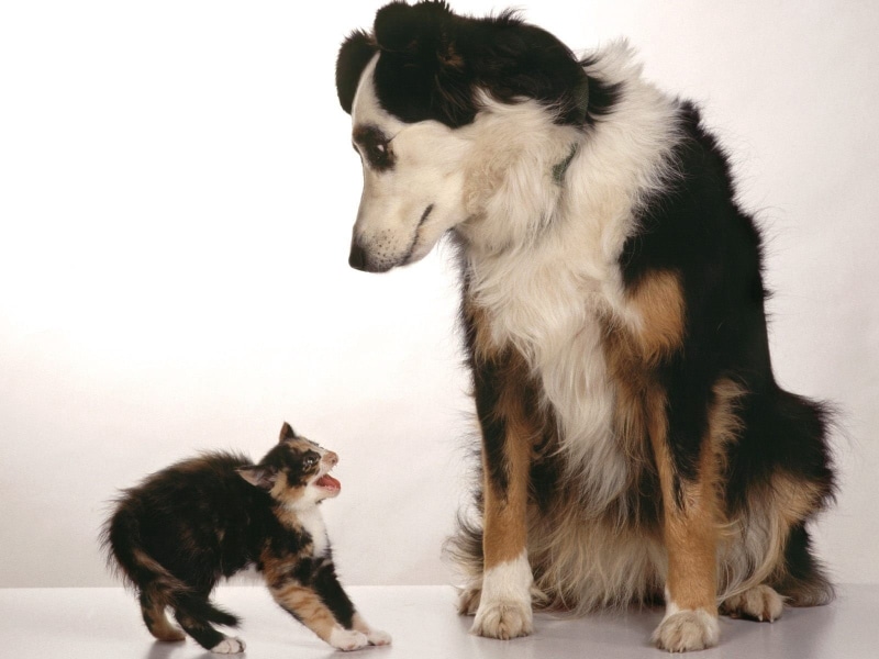 sheepdog, domestic, portrait, looking, animal, vertebrate, long, black Color, tan, mammal, no People, white, front View, medium, animal Themes, collie