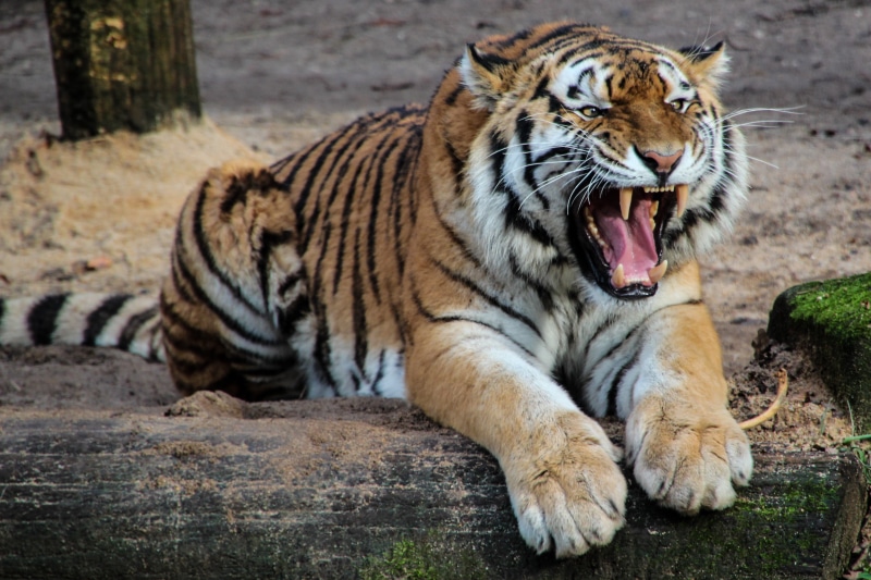 rock, safari Animals, rock - object, vertebrate, tigris River, danger, undomesticated Cat, fur, animals In The Wild, nature, mammal, big Cat, zoo, animal Head