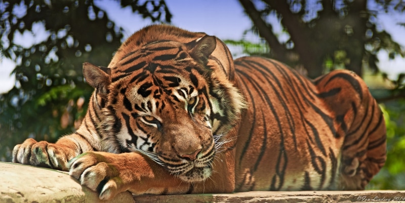 wildlife, safari Animals, aggression, cat, feline, animal Head, predator, snout, no people, whisker, animal wildlife, undomesticated Cat, tropical Rainforest