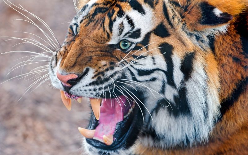 zoo, siberian Tiger, teeth, staring, endangered Species, animal Head, tigris River, mouth, safari Animals, animal teeth, mouth open, tiger, animal body part