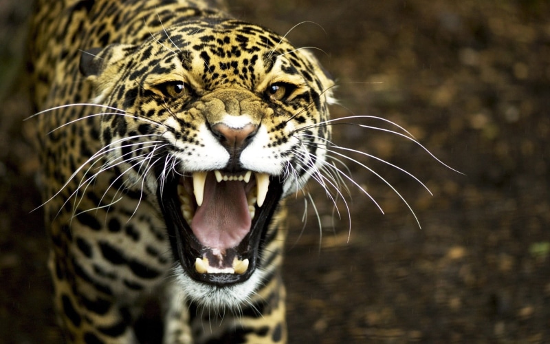 face, wildlife, looking, negative emotion, animal Head, mammal, snarling, leopard, camouflage, animal, mouth, undomesticated Cat, portrait, animal mouth