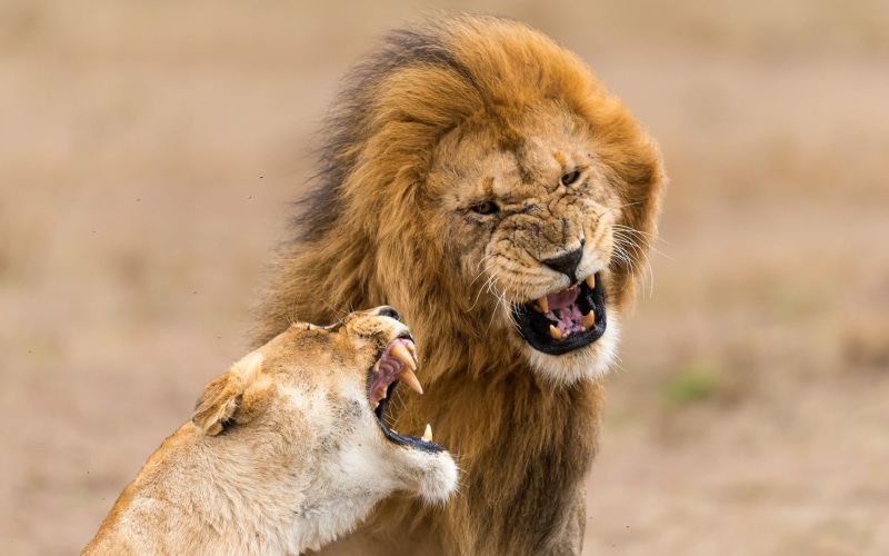 large, safari Animals, animal body part, close-up, kenya, nature, male Animal, animal Head, masai Mara National Reserve, ngorongoro Conservation Area, animal mouth