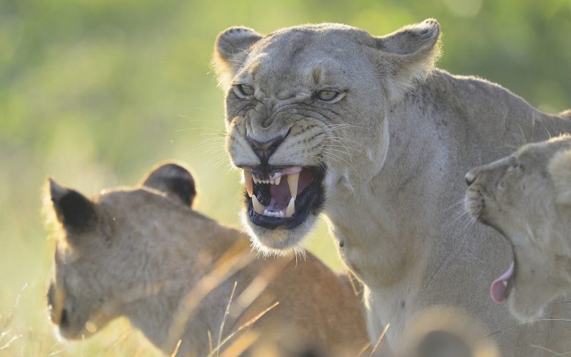 animal teeth, serengeti National Park, outdoors, close-up, large, animals Hunting, animal Head, kenya, two animals, lion Cub, mammal, africa, animals In The Wild