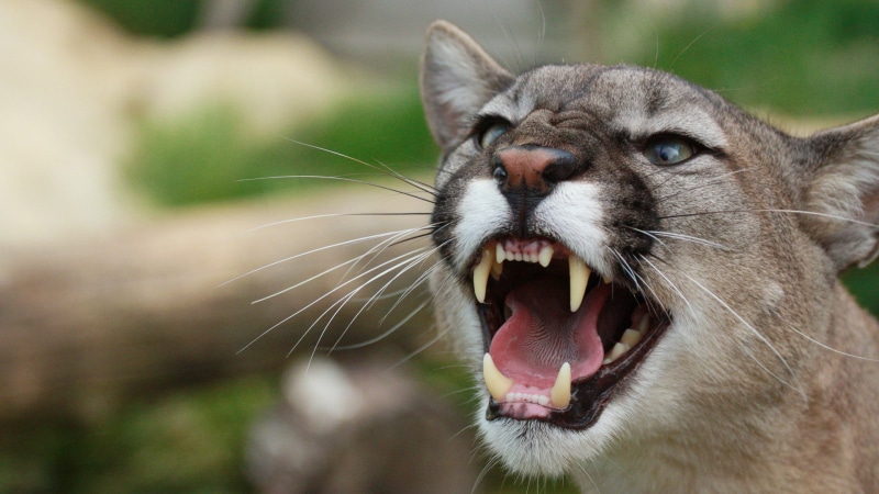awesome, mountain, angry, aggressive, mountain lion, 1080P, lion, mouth