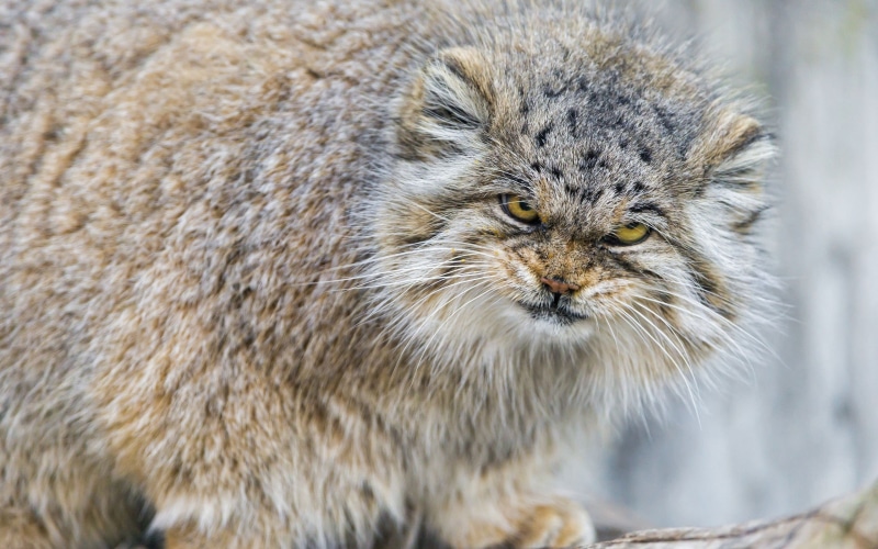 carnivore, animal wildlife, domestic Cat, wildlife, animal, mammal, snowing, short, manul, animals In The Wild, looking, pets, fur, cat, one Animal, animal Head