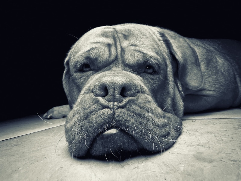 small, muzzle, animal, animal themes, pets, domestic Animals, domestic, sitting, black background, brown, relaxation, purebred Dog, resting, no People