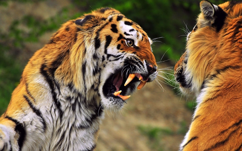 animals In The Wild, tigers, vertebrate, outdoors, animal Eye, undomesticated Cat, animal, mouth, whisker, teeth, predator, animal themes, animal wildlife