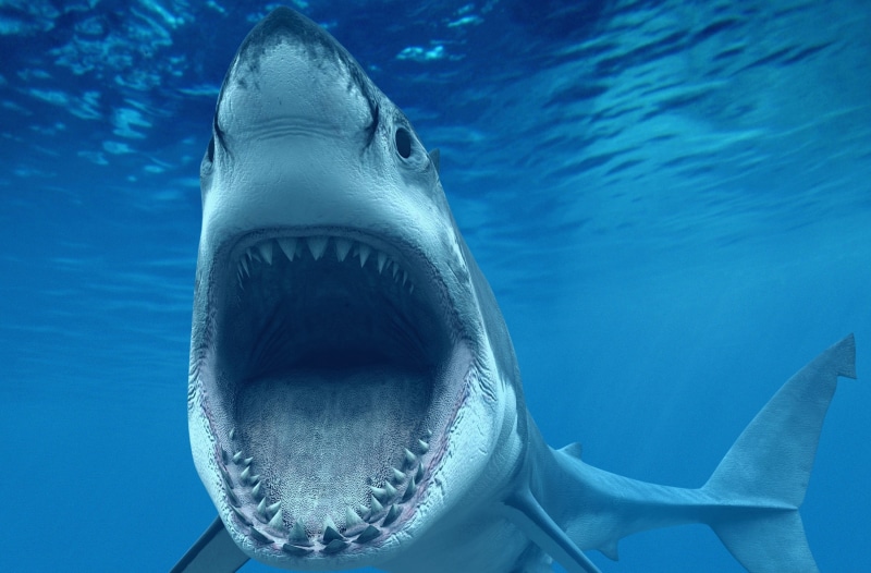 one animal, no people, animal themes, white, aggression, Underwater, swimming, bigfish, mouth open, Animals, wildlife, Blue, animal head, warning sign