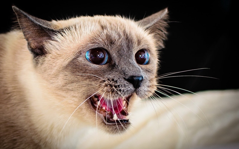 portrait, look, domestic, kitten, animal themes, mouth open, fluffy, domestic Animals, aggression, eye, nature, cute, black Color, feline, small, young Animal