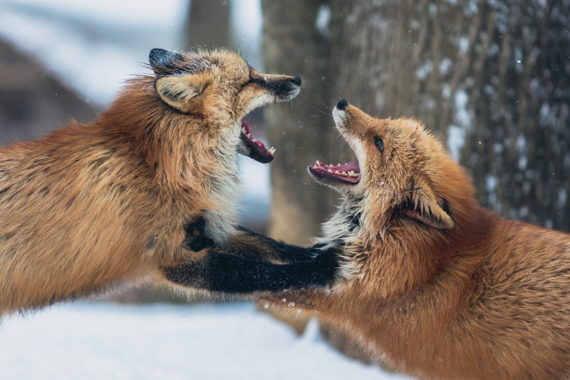 outdoors, vertebrate, aggression, animals In The Wild, wildlife, fighting, two animals, cold temperature, group of animals, couple, carnivore, 4K, close-up