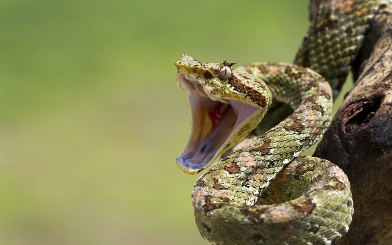 animal Mouth, animal, animal wildlife, bending, python, brown, viper, fang, zoo, living Organism, animal themes, reptile, animal Head, aggression, 1080P