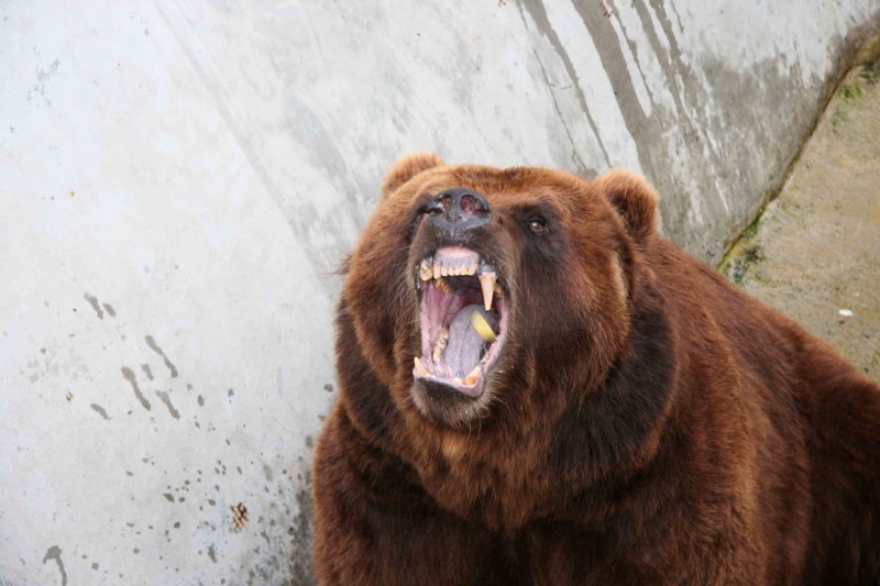animal body part, day, animal head, fur, vertebrate, large, no people, outdoors, mouth, bear, grizzly, mouth open, grizzly bear, one animal, brown Bear