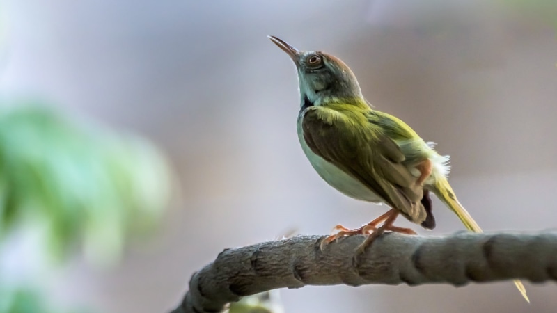 green, Nature, sky, New Delhi, hummingbird, I spy, Animal, India, Bird, photography, shallow, Common TailorBird, beak, branch, wildlife, 1080P